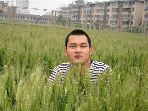 at a wheat test field of my college - my friend and i took the photograph in my college in a sunshine afternoon!!