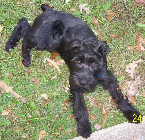dog schnauzer black - black standard schnauzer dog laying in green grass looking up