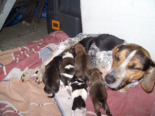 my baby sief - this isnt a very good pic of the new pups 2 brown 2 black 3 black and white beagle japaneese chin mix