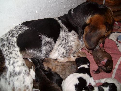 my seif - my baby and her pups beagle,jap.chin mixx 1 day old