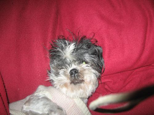 Angel sleeping - So spoiled, sleeping under the covers and on the pillow in my bed.