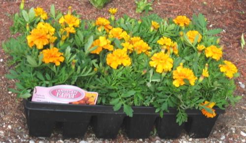 Marigolds - A flat for my flower bed