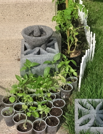 Seedlings - A variety ready to plant in the garden soon