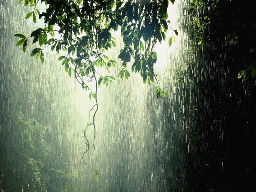 Rainforest - Isn't this awesome? Makes me want to stand in that rain, and take a shower.