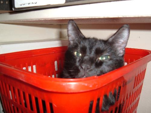 Miss Kitty - Miss Kitty's new hideout from her kits.
