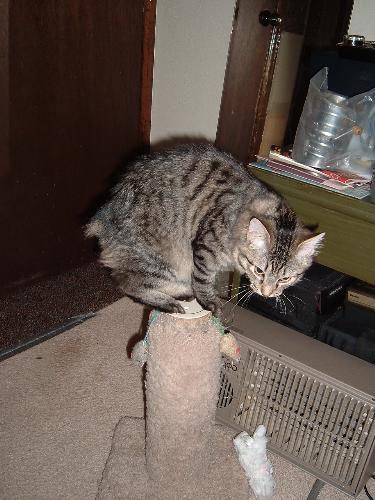 Sissy - Sissy doing a trick.