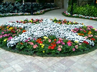 Gaylord Texan - Here is a flower arrangement in the shape of the Dallas Star. It is located in the Gaylord Texan Convention Center. They change the arrangements and decorations per season and holidays. This is a must see if you go into the Grapevine/Fort Worth Area.