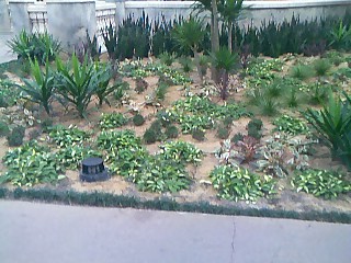 Plants - Here is a picture of the some of the plants/bushes inside the Gaylord Texan Center. The picture is not clear because I used my cell phone. There are really nice flower arrangements in there right now and other displays.