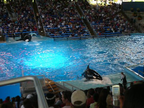 Sea World - Here is a picture that I took of the Shamu Whale show while at Seaworld this past sunday. I only caught the ending of the show but enjoyed it and seeing the whales perform their tricks and swim around in the water. The place was packed with people and plenty of people got wet as well.