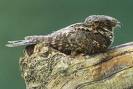 Whippoorwill - I heard a Whippoorwill signing last night.