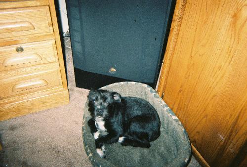 Bauzer - doesn&#039;t he look so sweet in his little bed