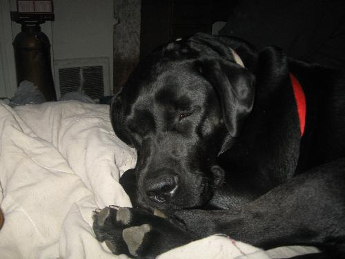 Raja sleeping on the bed - My dogs get to sleep on my bed during the day, sometimes, they even get the covers and cover up.