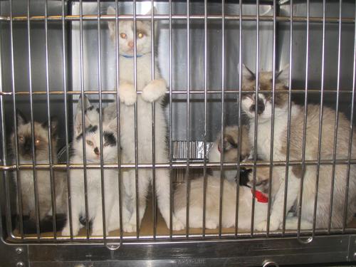 Pets... - Pets... 