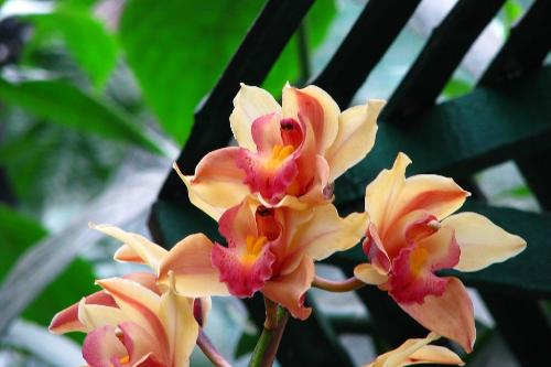 Colorful orchids - This is a special color that I like.