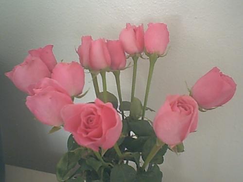 pink roses. - a dozen of pink roses. pink roses.