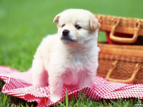 lovely dog - the worst bankrupt in the world is the person who has lost his enthusiasm.