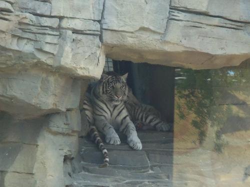 White Tigers - White Tigers I seen at Busch Gardens Tampa, Fl. They was trying to stay cool!