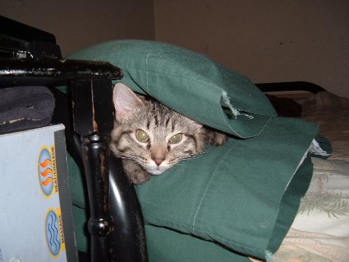 Miss Sissy - Sissy under the pillow.