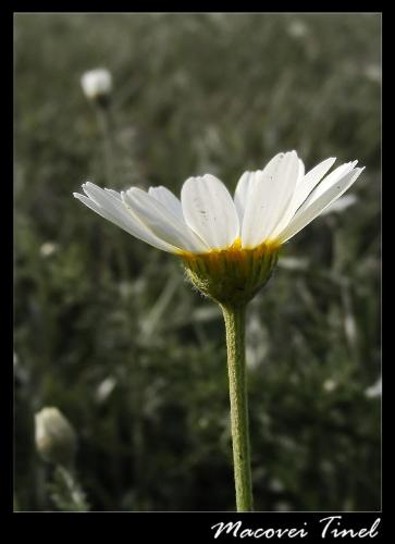 a flower with petals up - here's a photo i took today, of a flower whose petals are up towards the sky. a flower with petals up - here's a photo i took today, of a flower whose petals are up towards the sky.