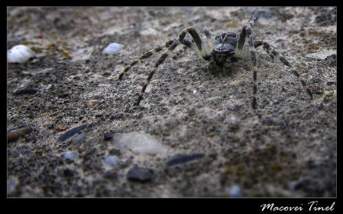 a spider, in macro - a macro of a spider. a photo i took on the 15th of may. enjoy