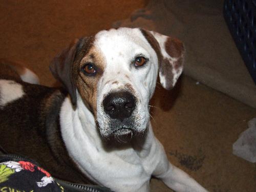 Close-up of Maxx - This is Maxx. He is hound and heeler.