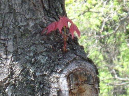 Odd Growth Placement - This is from my Red Maple tree out front. Odd Growth Placement - This is from my Red Maple tree out front.