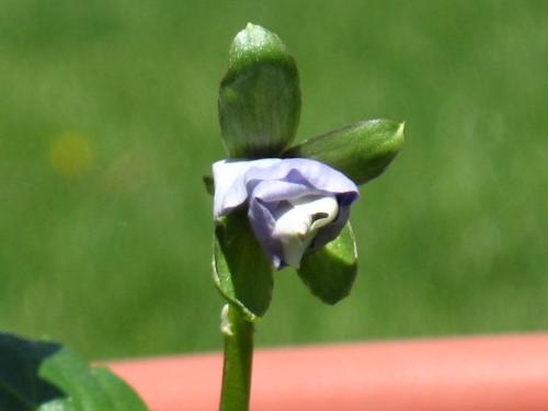 Pansy - About to open up.