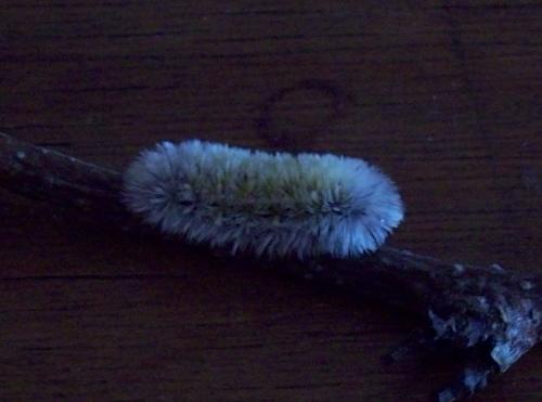 Virginia Ctenucha Caterpillar - This is a Virginia Ctenucha caterpillar after it&#039;s 2nd shedding.