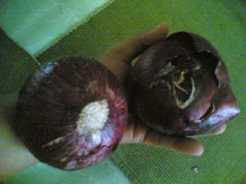 onions - onions..two red onions.
