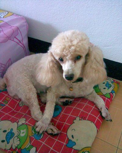 My lovely dogs - Here is my lovely dog, Moochoo.