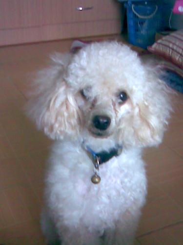 My lovely dogs - 2 - Here is Mochi. He is a cute and funny dog.