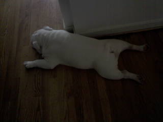 bulldog - he sleeps like this