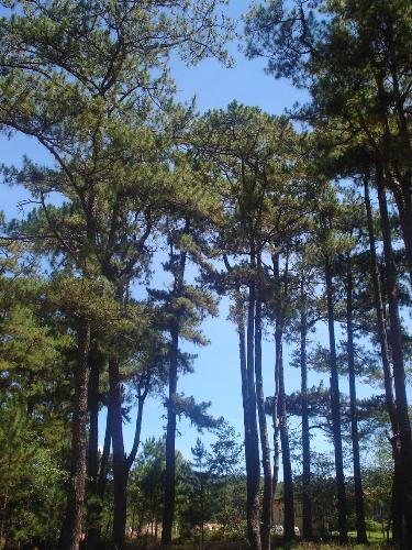 Trees here, there & everywhere! - If you want to relax, just look at this and you'll feel the relaxation you are longing for! Enjoy! :)