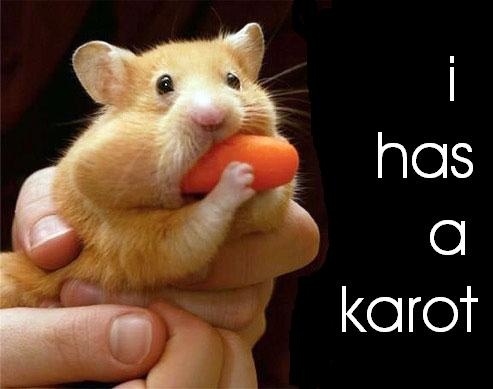 hamster - i have a carrot