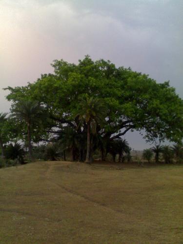 this tree helps to concetrate on writing something - This is the tree under which i used to write my articles.
