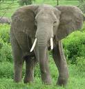 African Elephant - African elephant is the strongest