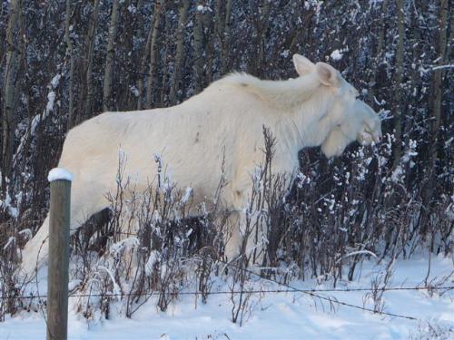 white moose - I have a great interests in the moose, not sure why. lol. But ask my finacee who kindly puts up with my huge college of bean stuffed meece of at least 30 and growing. Hey what can I say?   A friend of mine sent me this pic knowing how I love them.   Lish