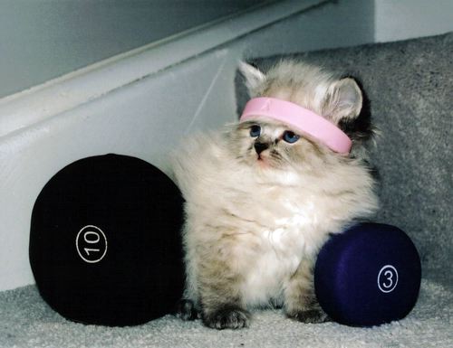 work it baby - Funny and cute this one kitty is.