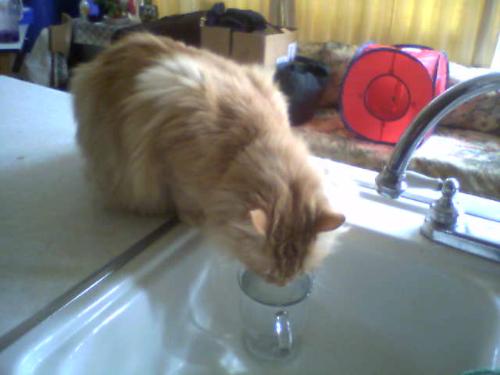 Charlie's Cup of Water - Charlie drinking his cup of water at the sink