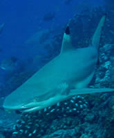 Help Honk Kong's Seas - Once abundant Reef sharks are now virtually extinct in Hong Kong's waters