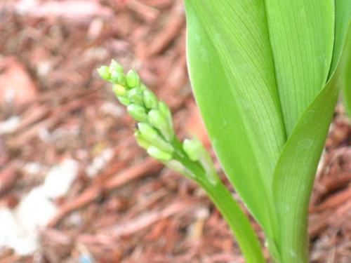 Lily Of The Valley - About to open her pretty little white bells  in a few days or a weeks time.