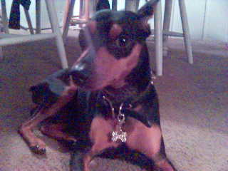 Todo - My Min Pin. He passed away two months ago.