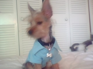 Jojo - My new dog. He is a silky terrier. He is so cute!