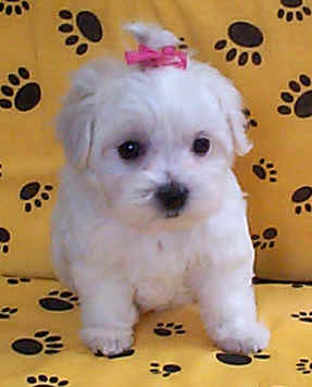 maltese - dog. maltese dog.