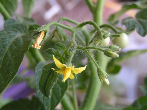 baby tomatoes - I took picture of the blossoms and tiny starts to some cherry tomatoes on one of our plants. I thought the small size interesting. The tiny fruit is smaller than the blossoms they emerge from.