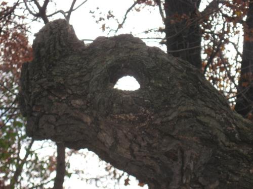 Dragon Tree - Eeerie looking tree