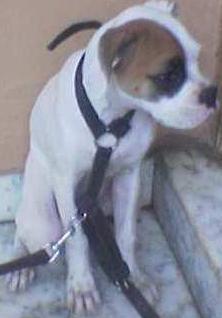 my doggie - my dog tht died a year ago,she was a boxer