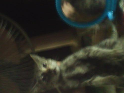 murphy - our neighborhood's little cat
