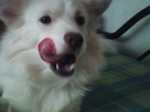 chibi - our dog