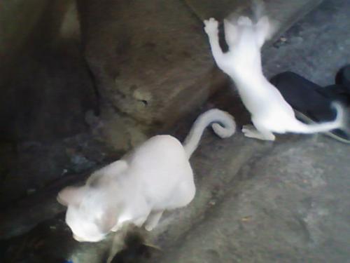 the white family haha! - they're white...